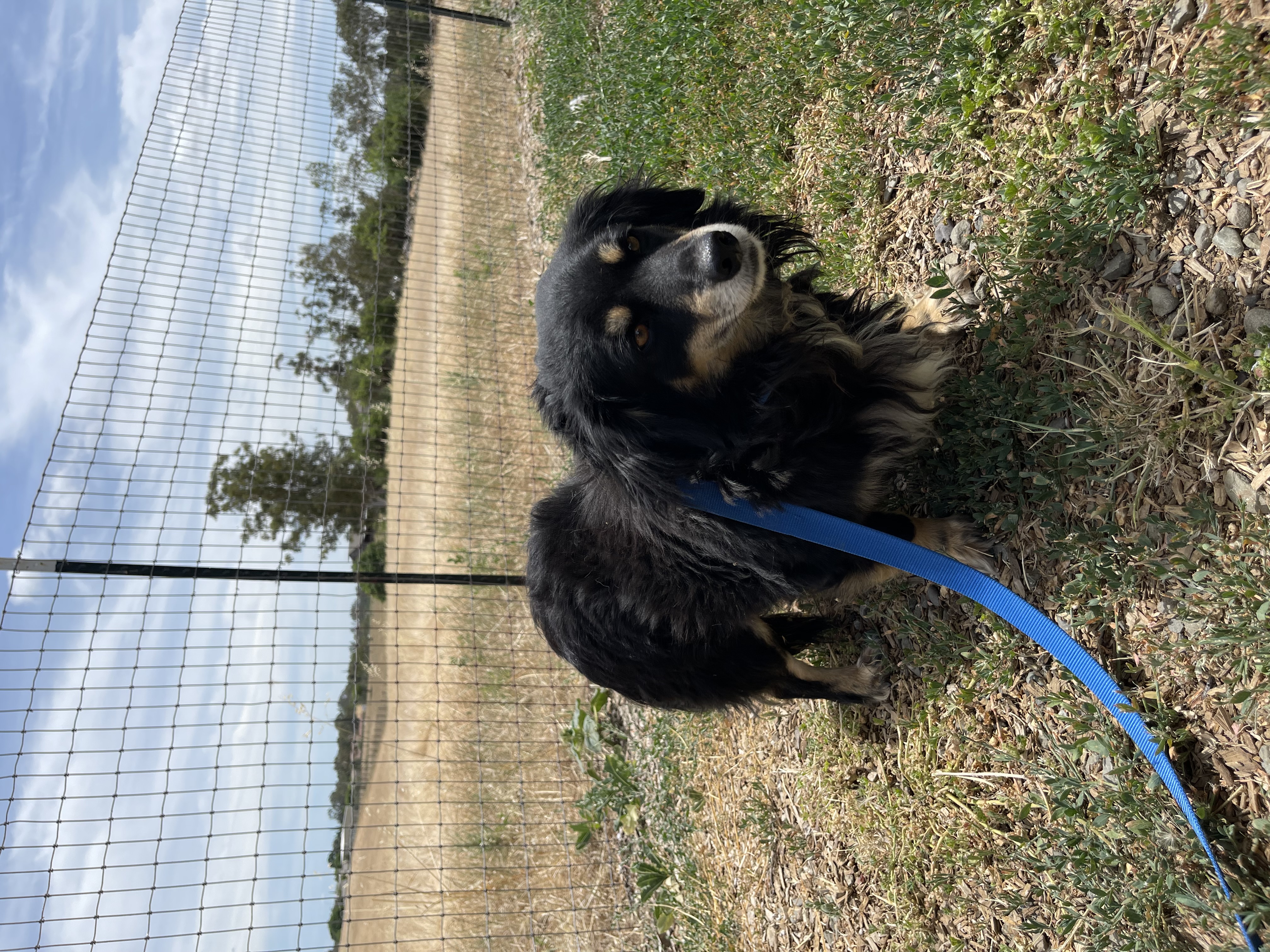 Blackie thumbnail 3