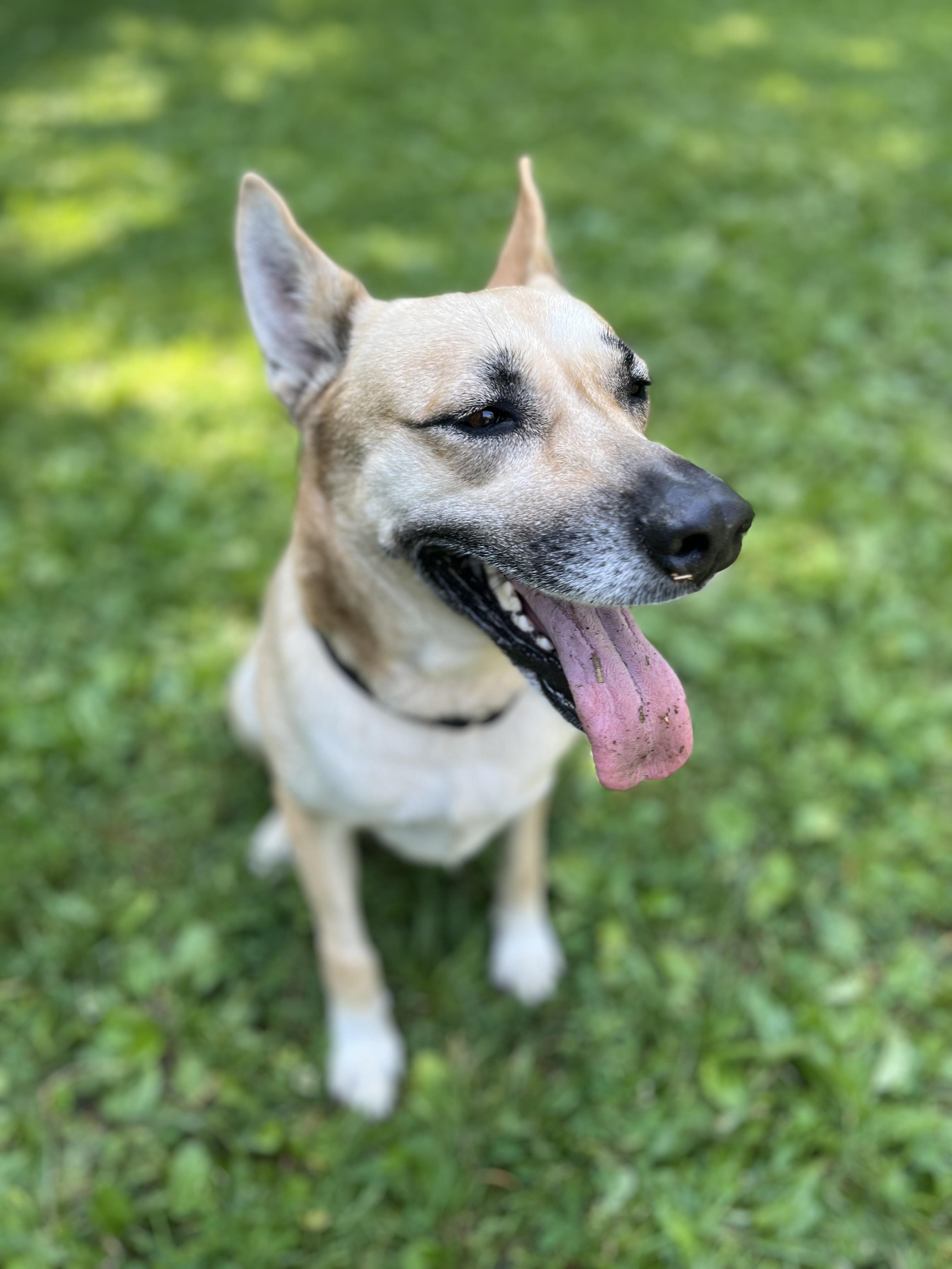 Dolly, a ADOPTABLE mixed breed in Stanstead, QC image 1/5