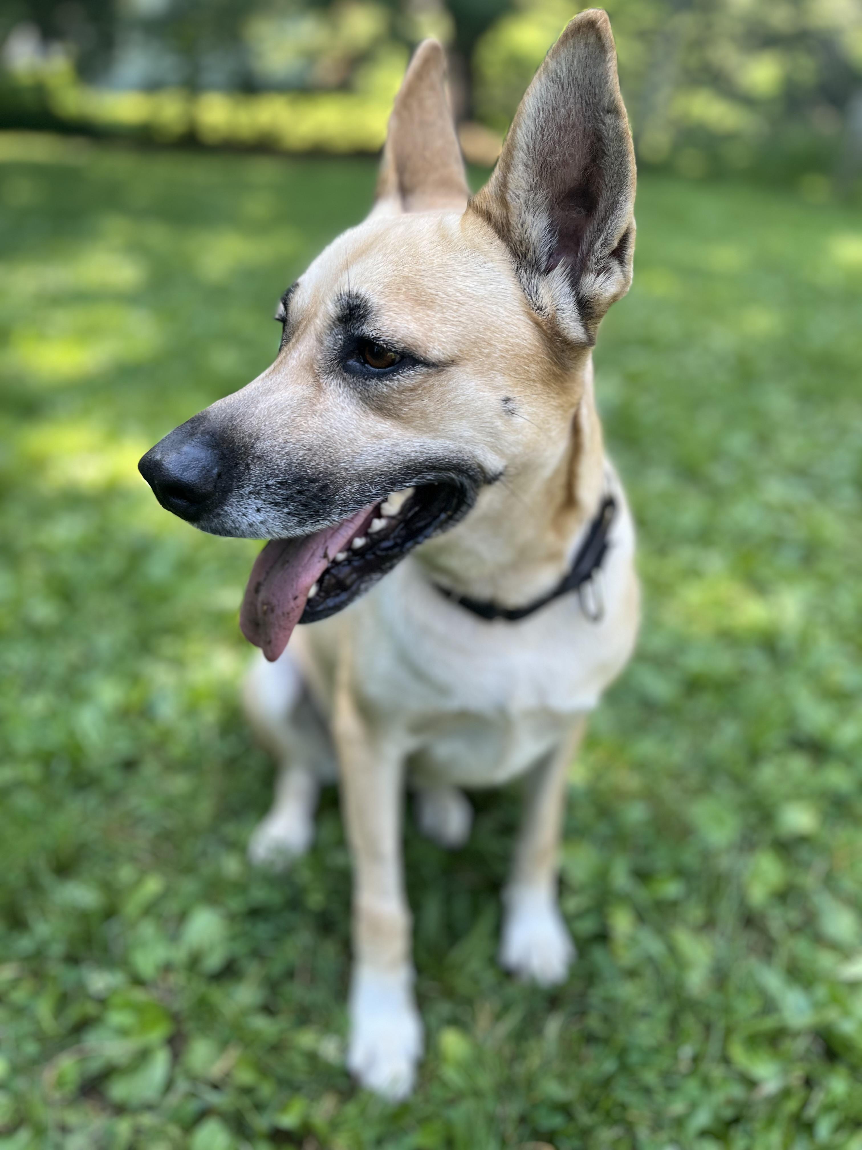 Dolly, a ADOPTABLE mixed breed in Stanstead, QC image 3/5