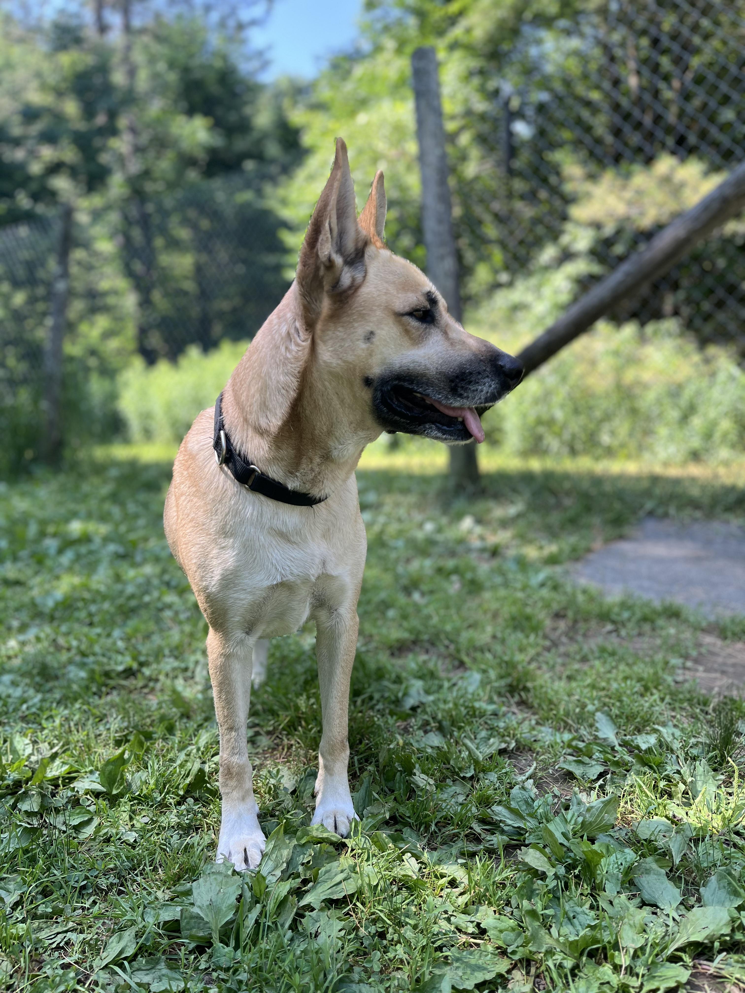 Dolly, a ADOPTABLE mixed breed in Stanstead, QC image 2/5