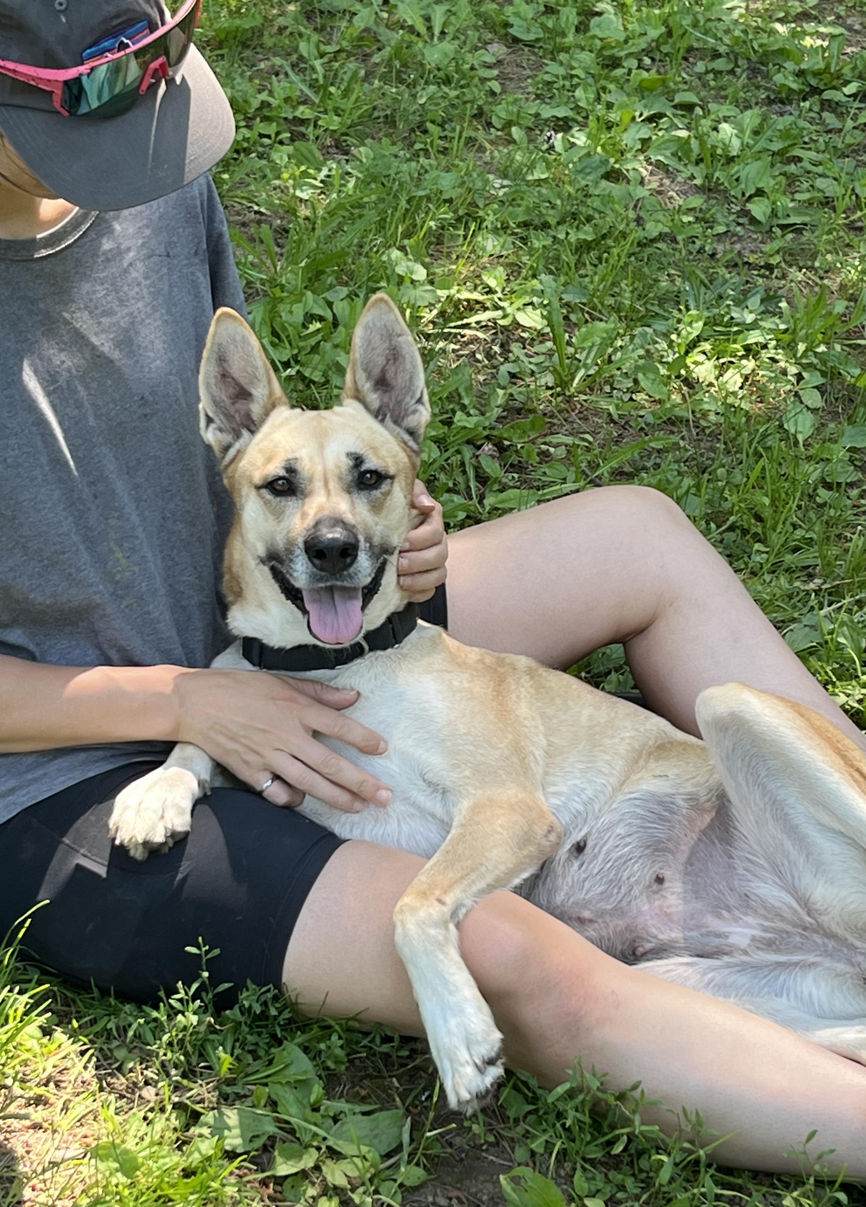 Dolly, a ADOPTABLE mixed breed in Stanstead, QC image 4/5