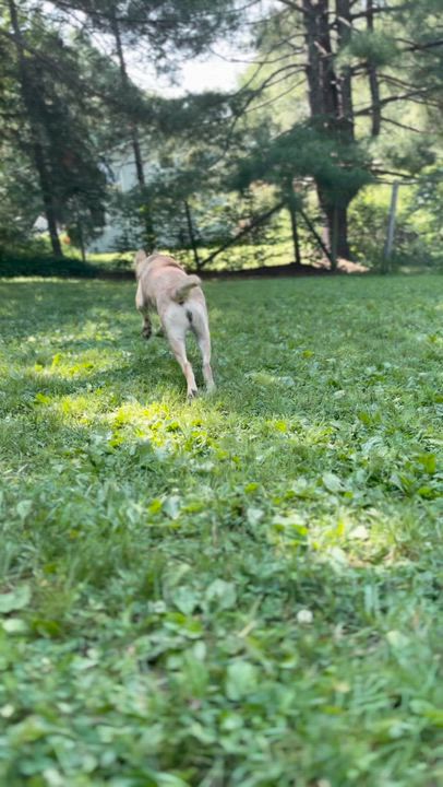 Enlarge Dolly, a ADOPTABLE mixed breed in Stanstead, QC video 5/5