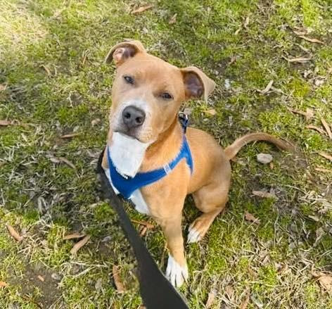 Enlarge Theodore, a Adoptable mixed breed in Fort Mill, SC image 1/5