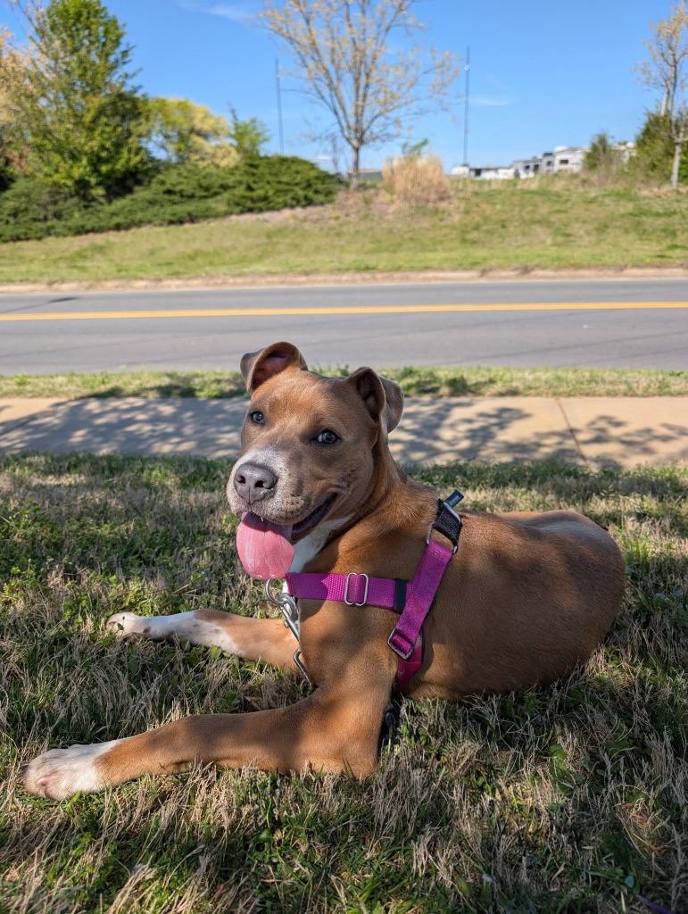 Enlarge Theodore, a Adoptable mixed breed in Fort Mill, SC image 2/5