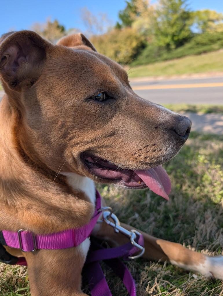 Enlarge Theodore, a Adoptable mixed breed in Fort Mill, SC image 3/5