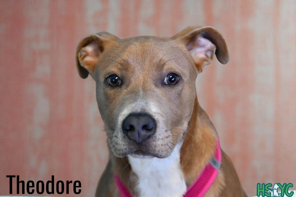 Enlarge Theodore, a Adoptable mixed breed in Fort Mill, SC image 4/5