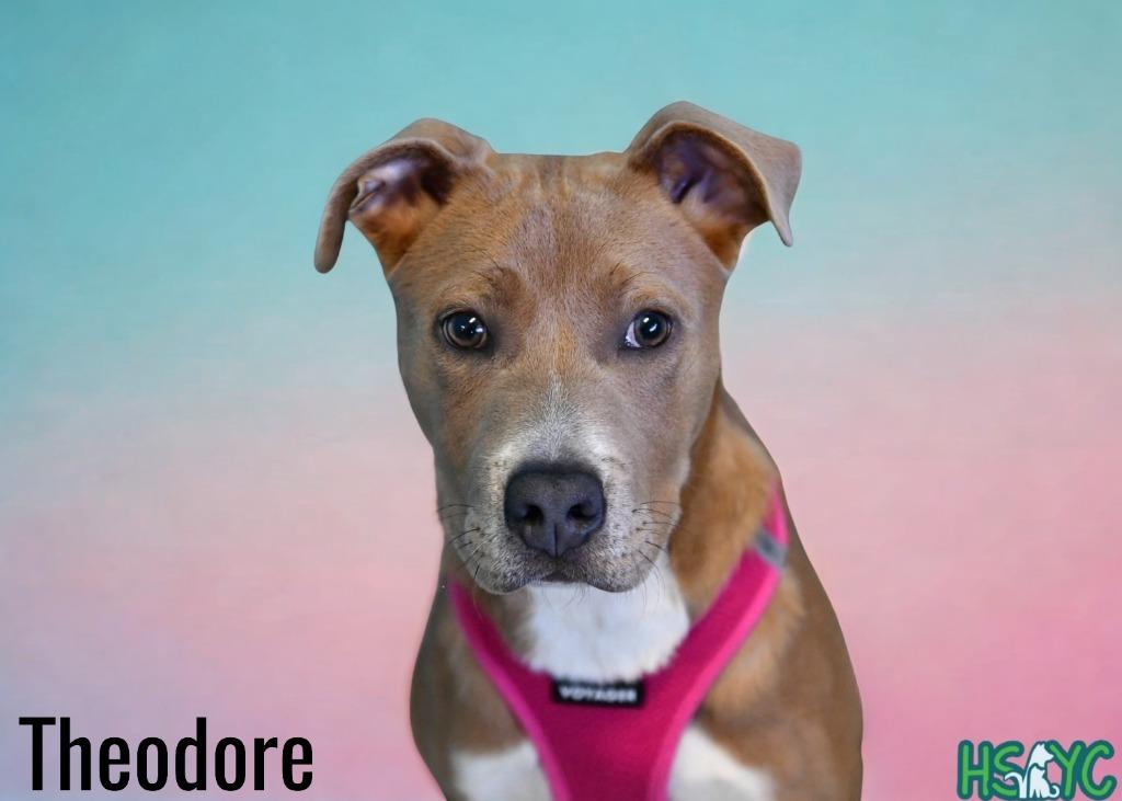 Enlarge Theodore, a Adoptable mixed breed in Fort Mill, SC image 5/5