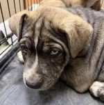 Audi 60623381, ADOPTABLE, Puppy Male Siberian Husky.