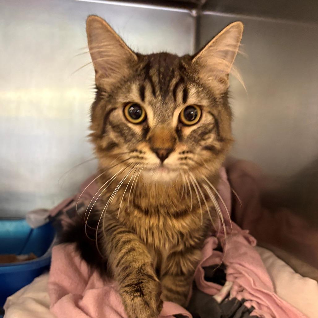 Enlarge Jasper, a Adoptable Domestic Long Hair in Chehalis, WA image 1/2