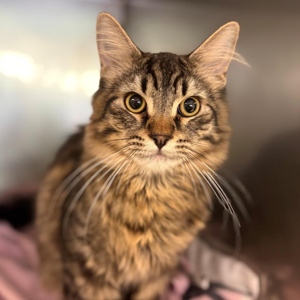 Enlarge Jasper, a Adoptable Domestic Long Hair in Chehalis, WA image 2/2