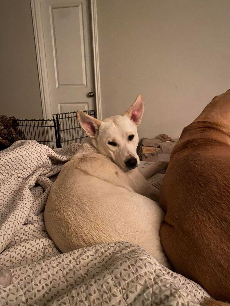 Enlarge Brittany (Ivory Litter) bonded with Paris, must be adopted together, a Adoptable mixed breed in Brewster , NY image 1/3