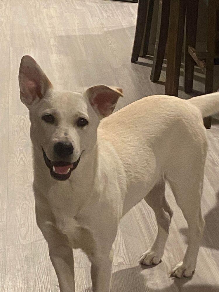 Enlarge Brittany (Ivory Litter) bonded with Paris, must be adopted together, a Adoptable mixed breed in Brewster , NY image 2/3