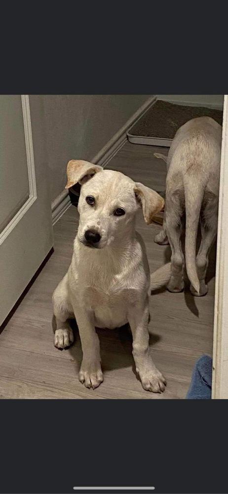 Enlarge Brittany (Ivory Litter) bonded with Paris, must be adopted together, a Adoptable mixed breed in Brewster , NY image 3/3