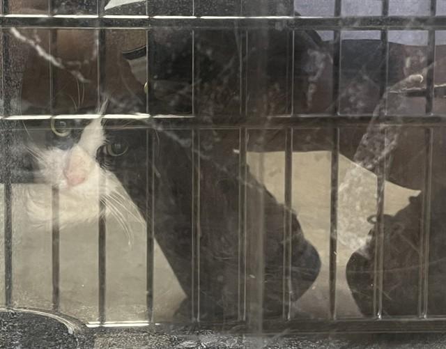 RELISH, Adoptable, Adult Male Domestic Long Hair.