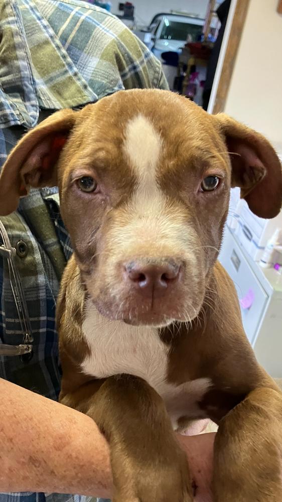 Enlarge Amelia, a Adoptable mixed breed in Boone, CO image 1/1