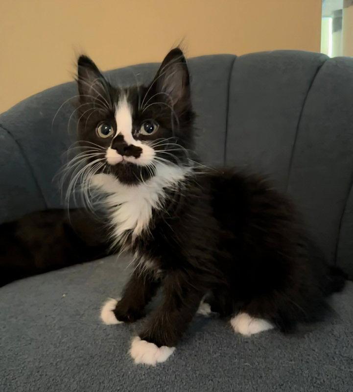 Mopsy, a Adopted Domestic Long Hair in Knoxville, TN image 1/3