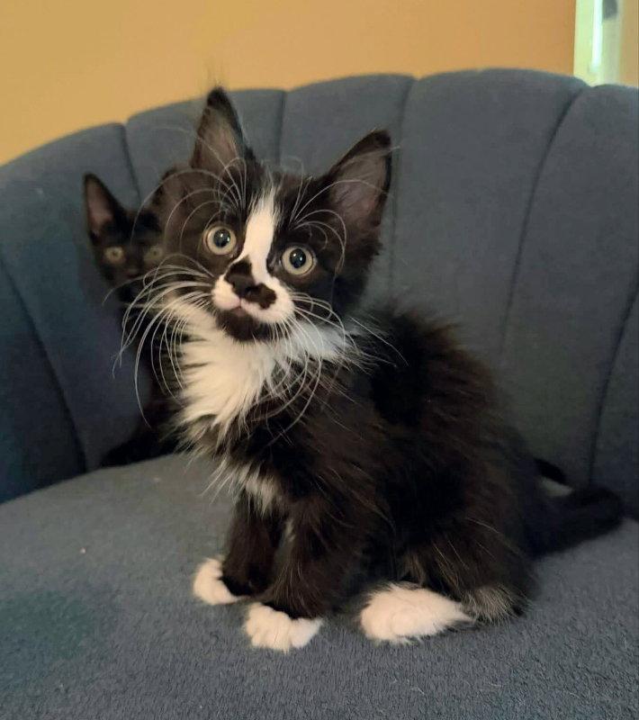 Mopsy, a Adopted Domestic Long Hair in Knoxville, TN image 2/3
