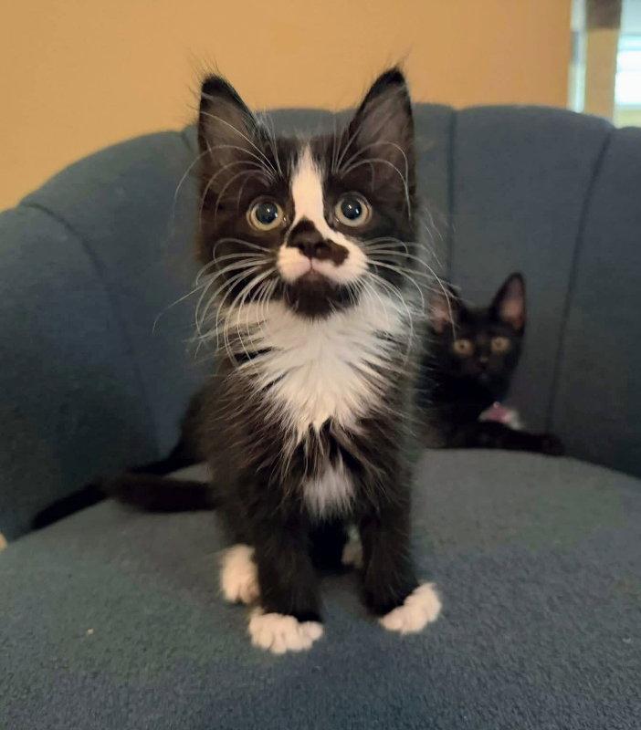 Mopsy, a Adopted Domestic Long Hair in Knoxville, TN image 3/3