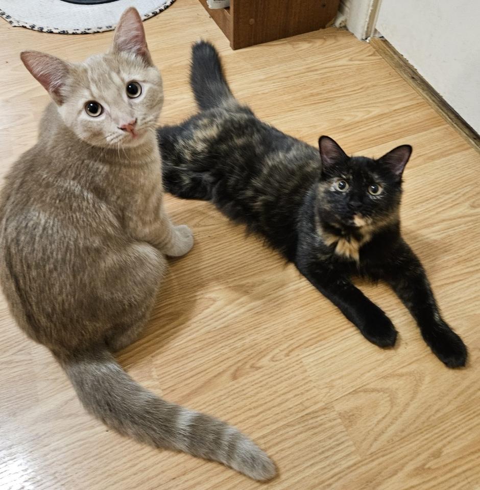 Dashiell Hammett & Patricia High Smith, a Adoptable Domestic Short Hair in Montreal, QC image 1/6