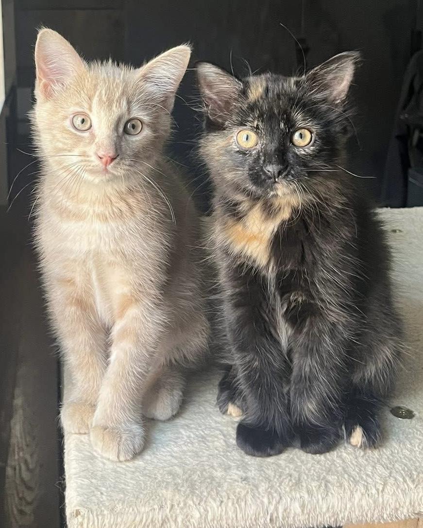 Dashiell Hammett & Patricia High Smith, a Adoptable Domestic Short Hair in Montreal, QC image 4/6