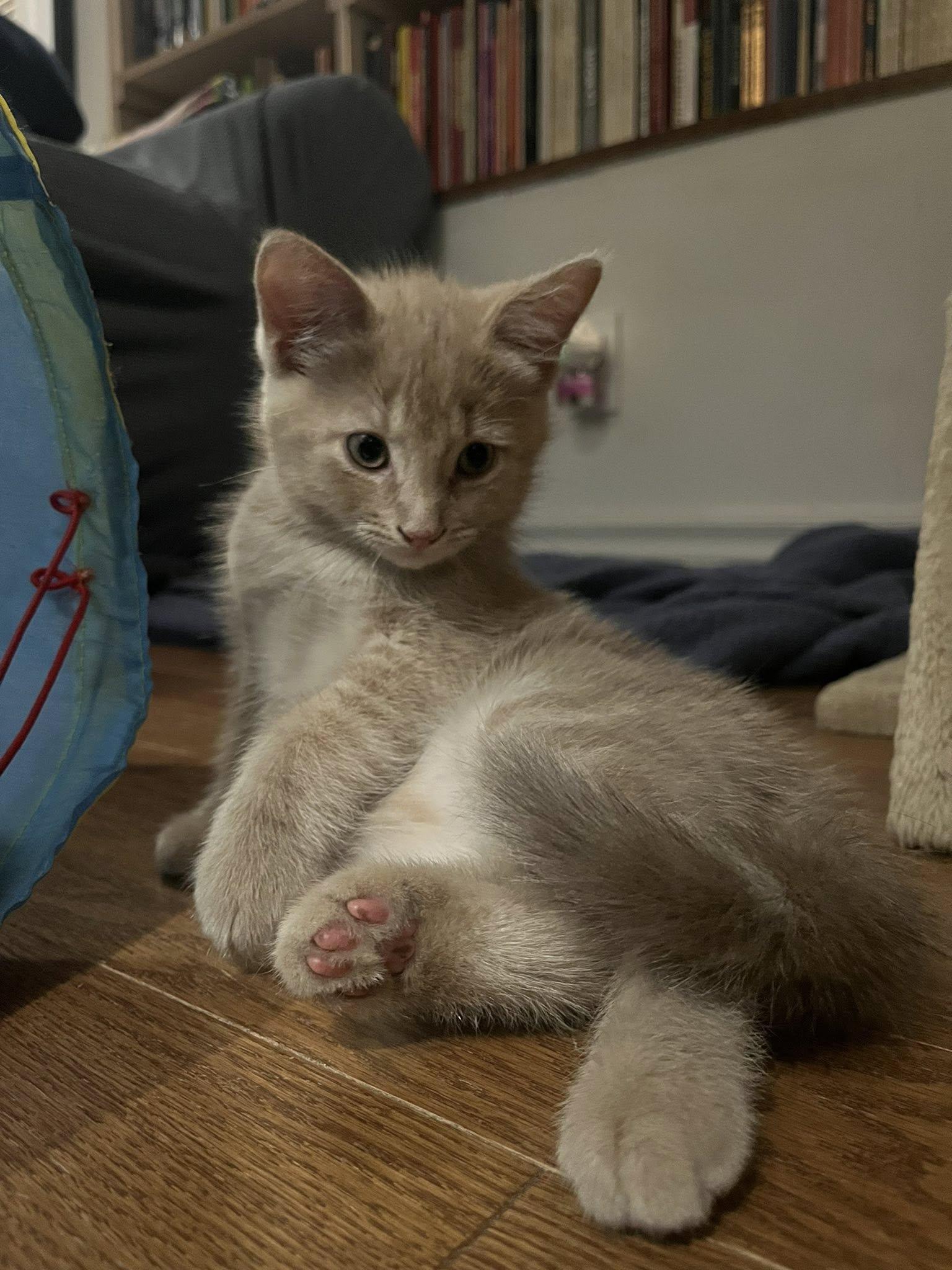 Dashiell Hammett & Patricia High Smith, a Adoptable Domestic Short Hair in Montreal, QC image 5/6