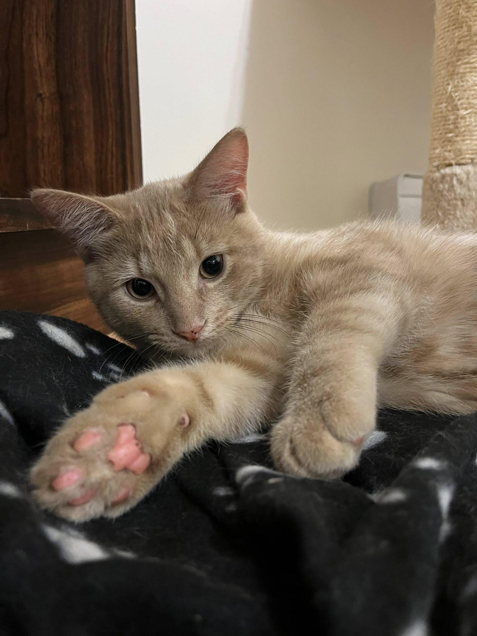 Dashiell Hammett & Patricia High Smith, a Adoptable Domestic Short Hair in Montreal, QC image 2/6