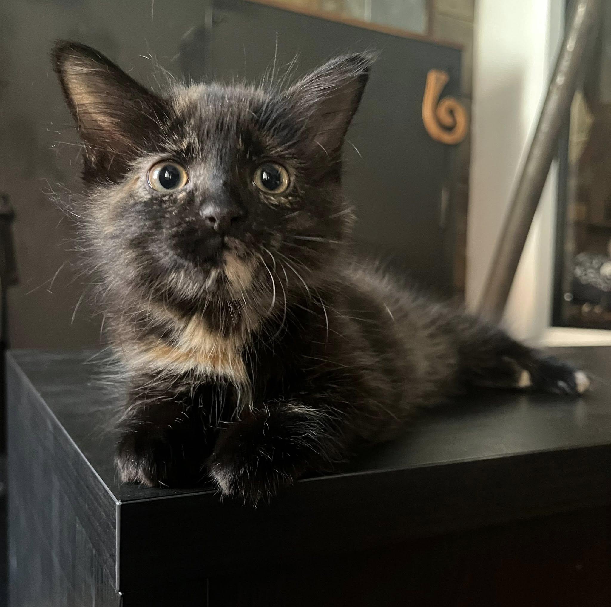 Dashiell Hammett & Patricia High Smith, a Adoptable Domestic Short Hair in Montreal, QC image 6/6