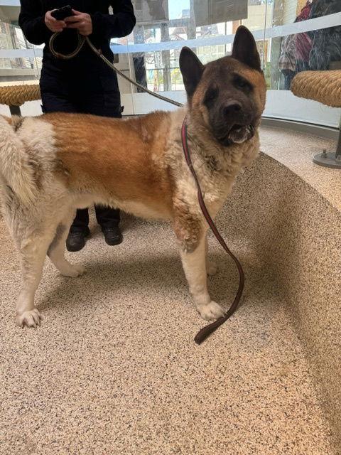 Enlarge Rollie, a Adoptable Akita in Romoland, CA image 1/3