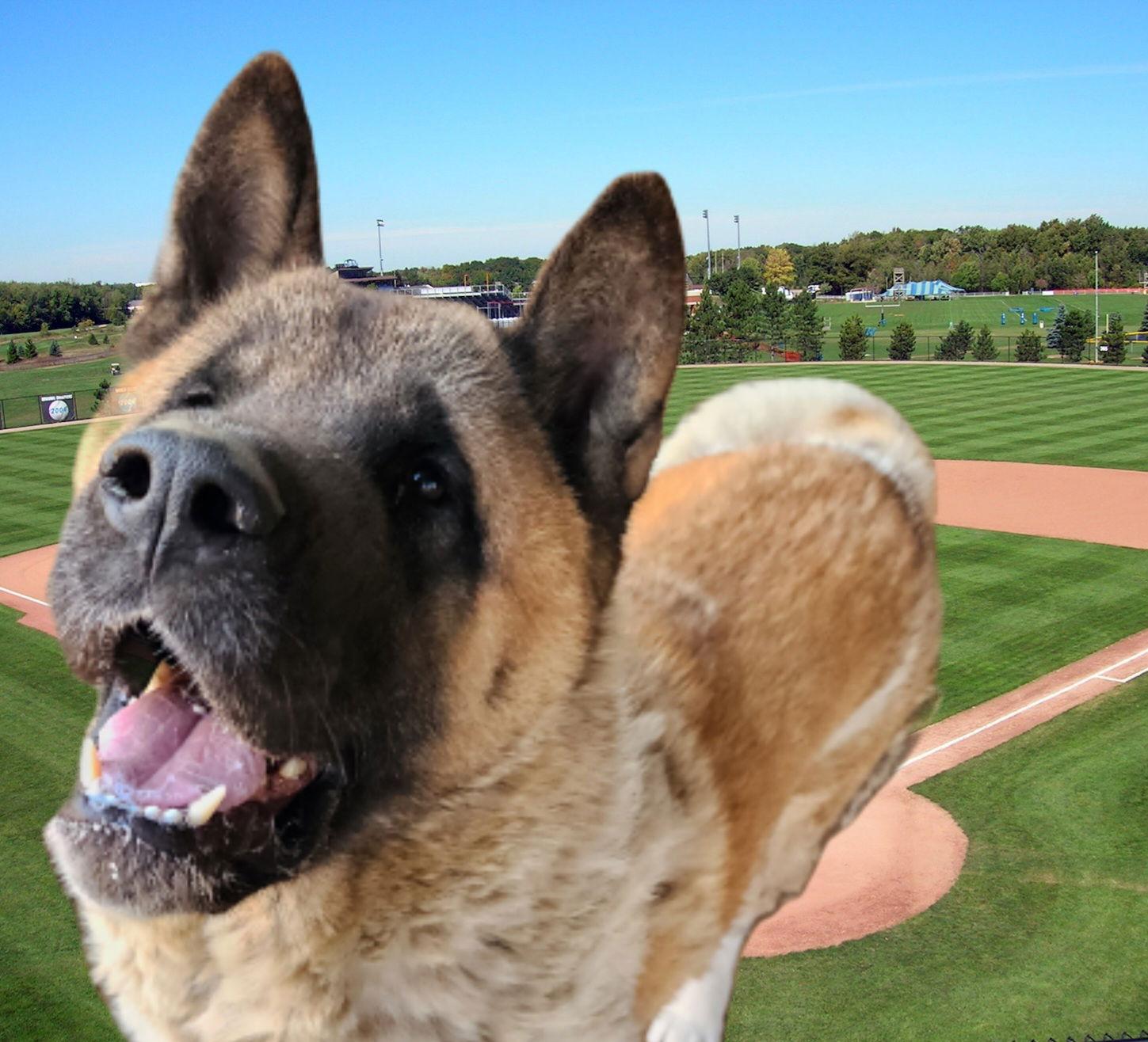 Rollie, a Adoptable Akita in Romoland, CA image 2/3