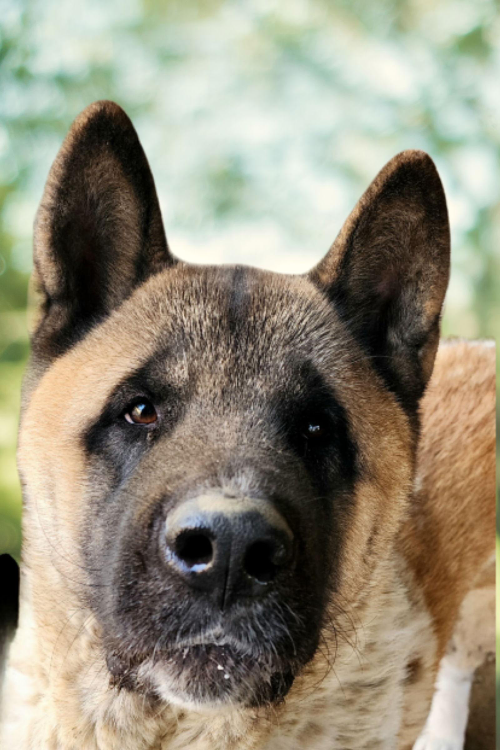 Rollie, a Adoptable Akita in Romoland, CA image 3/3