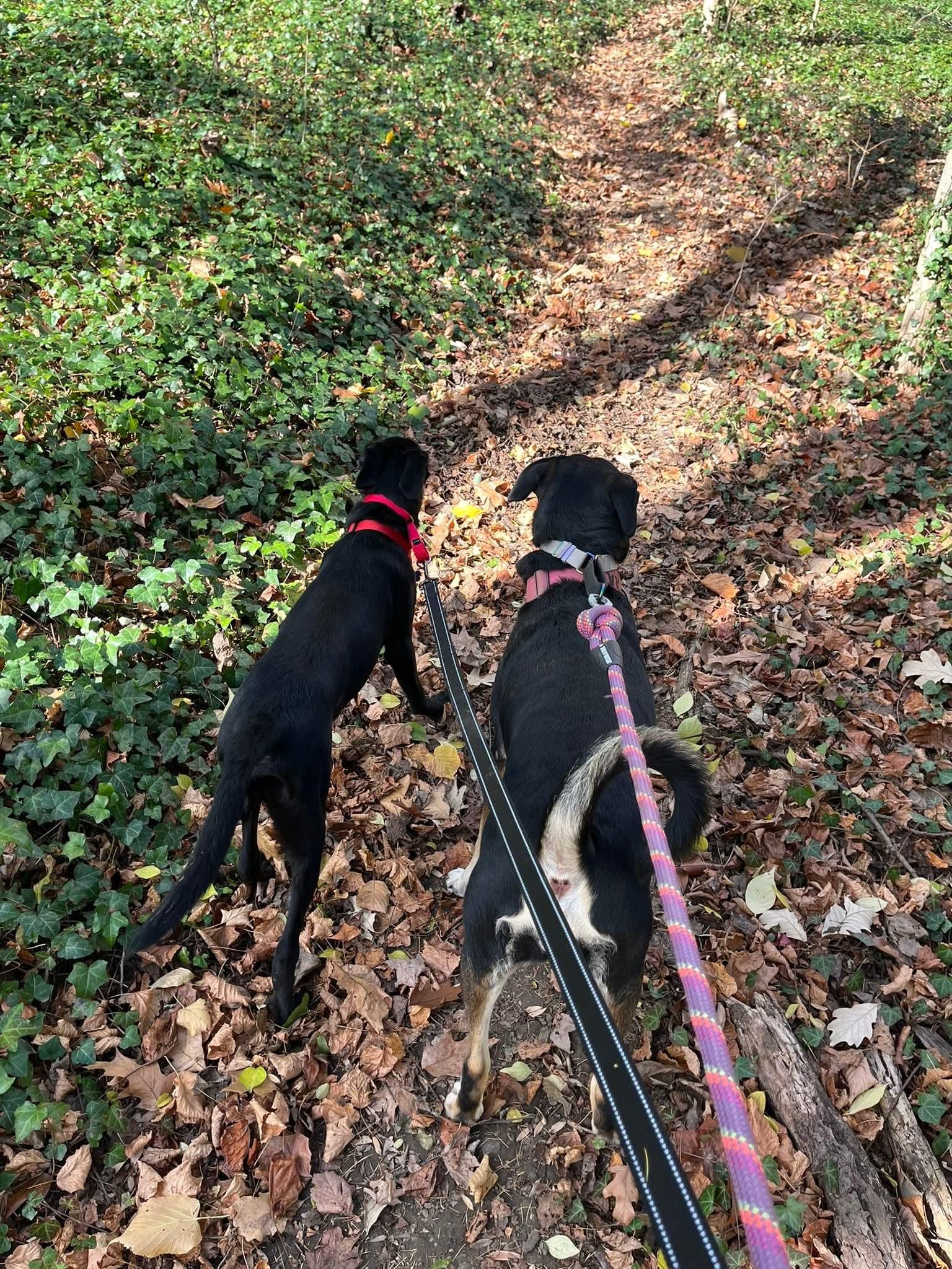 Enlarge CARIBOU, an adopted mixed breed in Blue Bell, PA image 4/5