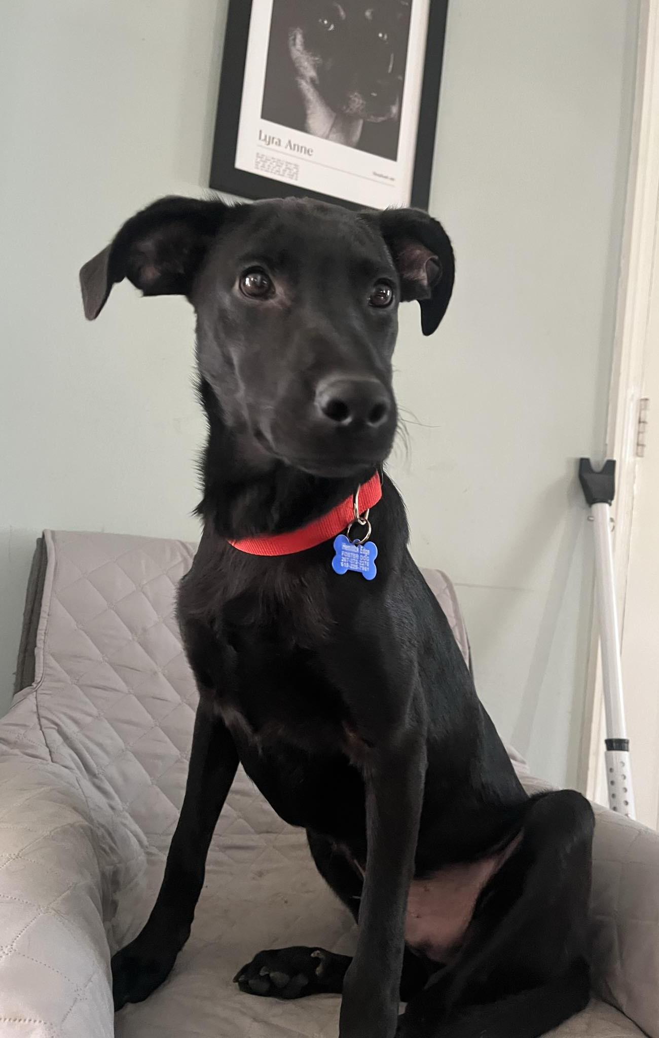 CARIBOU, adopted, Puppy Male Black Labrador Retriever & Labrador Retriever.