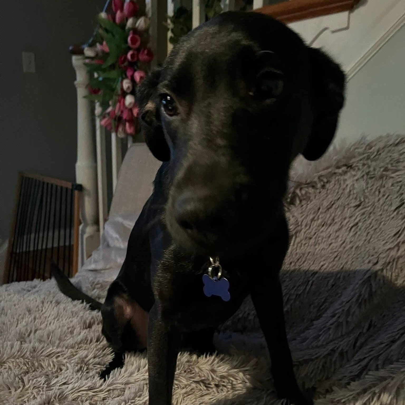 Enlarge CARIBOU, an adopted mixed breed in Blue Bell, PA image 2/5