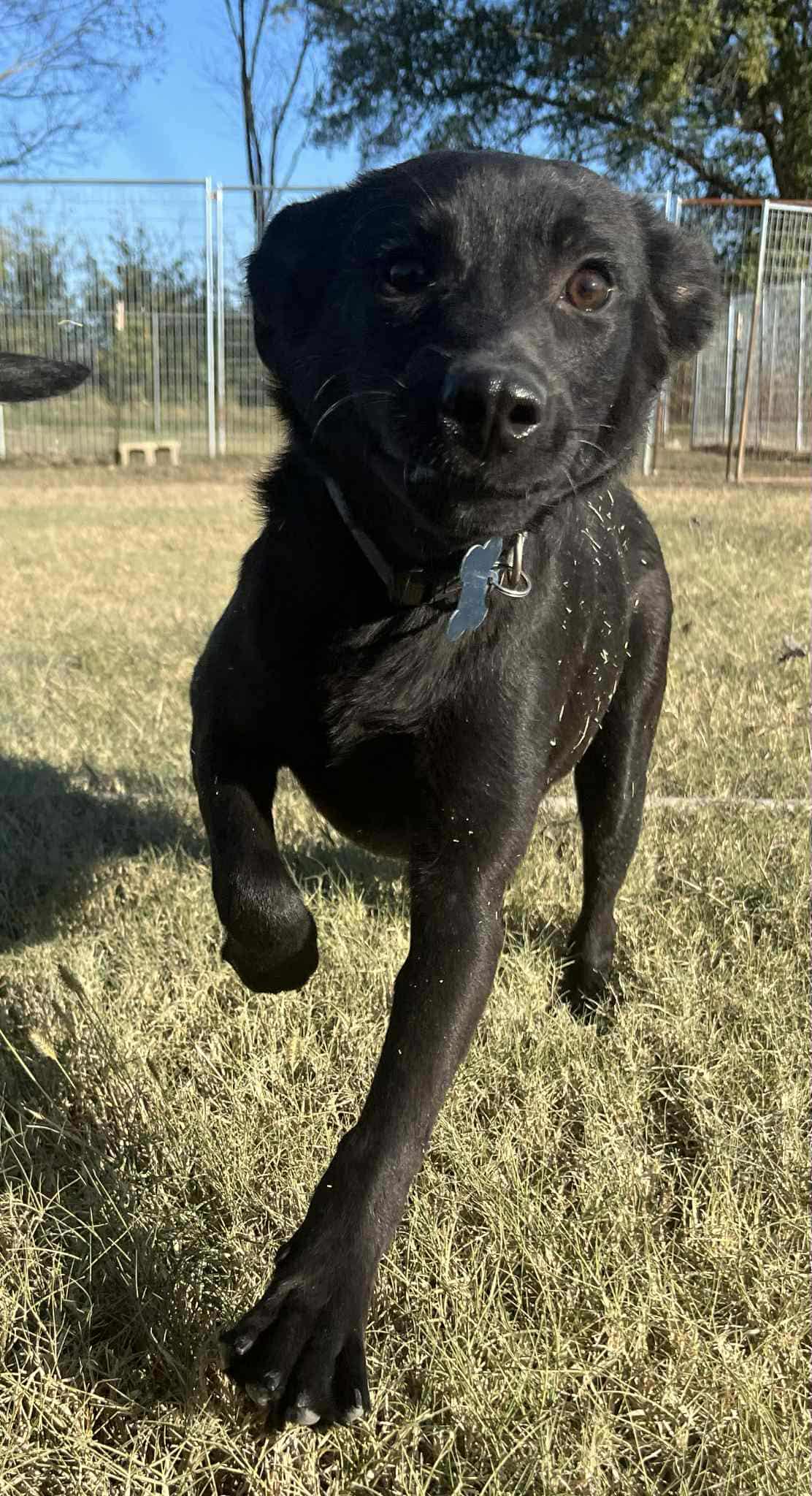 Enlarge CARIBOU, an adopted mixed breed in Blue Bell, PA image 3/5