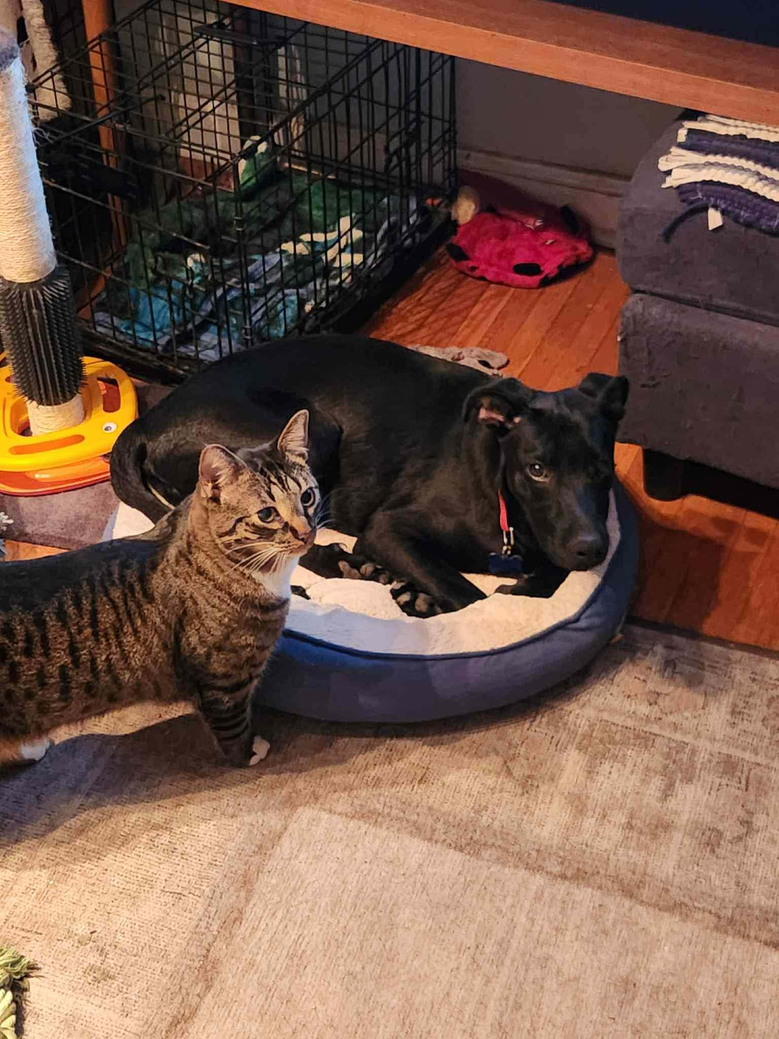 Enlarge CARIBOU, an adopted mixed breed in Blue Bell, PA image 5/5