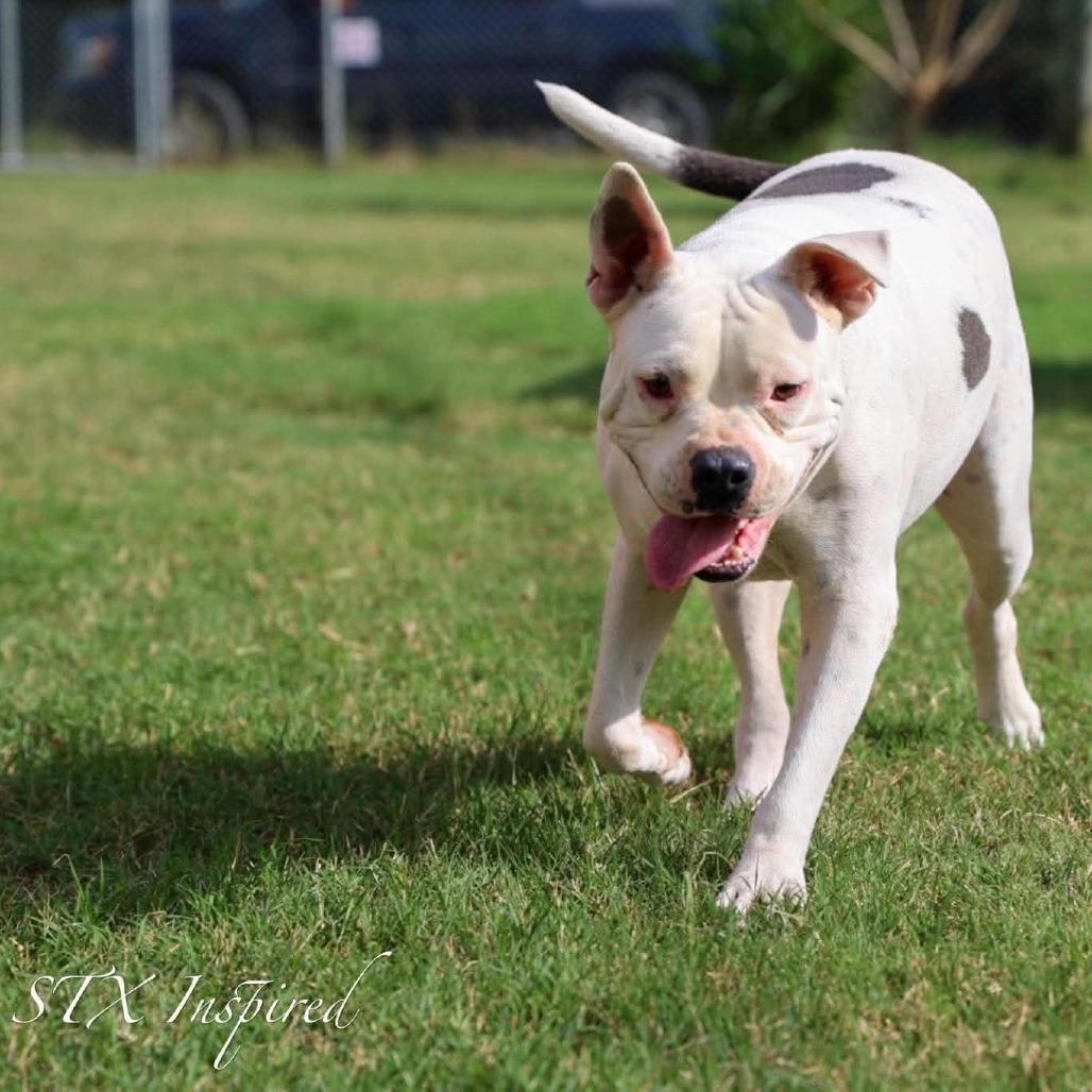Bam Bam, Adoptable, Adult Male Mixed Breed.
