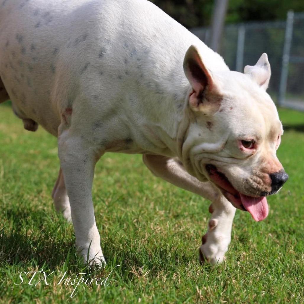 Bam Bam, a Adoptable Mixed Breed in Frederiksted, VI image 2/4