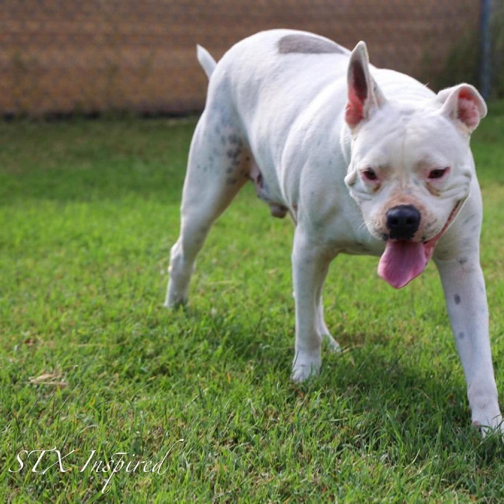 Bam Bam, a Adoptable Mixed Breed in Frederiksted, VI image 4/4