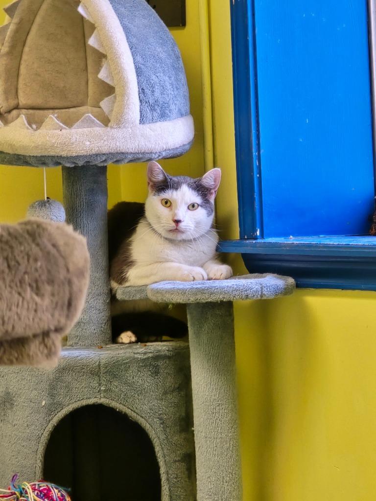 Enlarge Pistachio, a Adoptable mixed breed in Maumelle, AR image 1/3