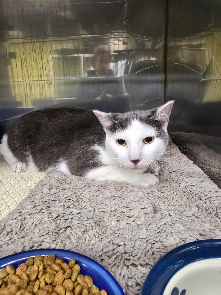 Enlarge Pistachio, a Adoptable mixed breed in Maumelle, AR image 2/3