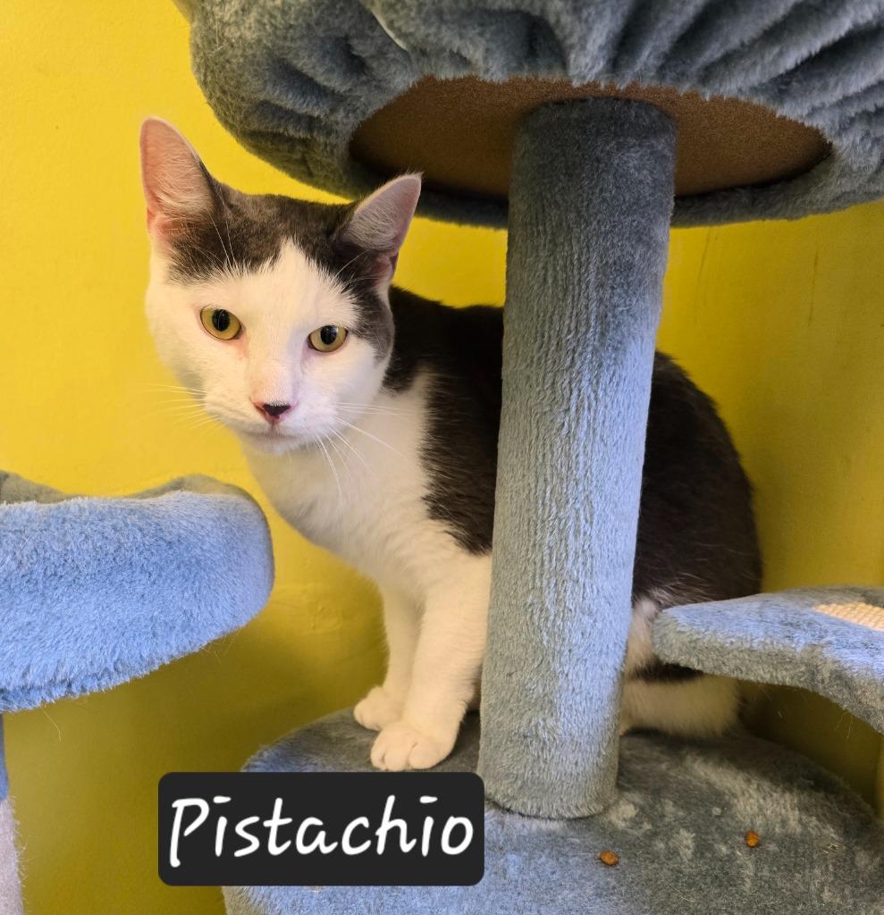Enlarge Pistachio, a Adoptable mixed breed in Maumelle, AR image 3/3