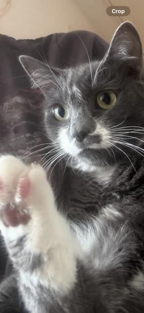 Daisey, adopted, Adult Female Domestic Short Hair.