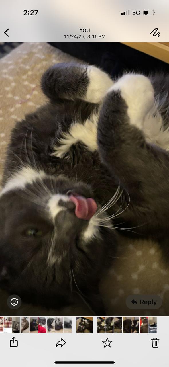 Daisey, an adopted Domestic Short Hair in Santa Clarita, CA image 2/2