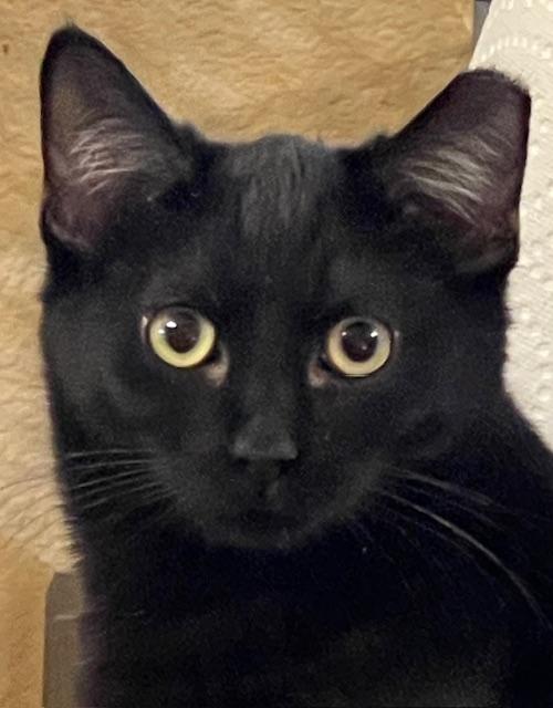 Mystic, an adoptable Domestic Short Hair in san antonio, TX, 78240 | Photo Image 1