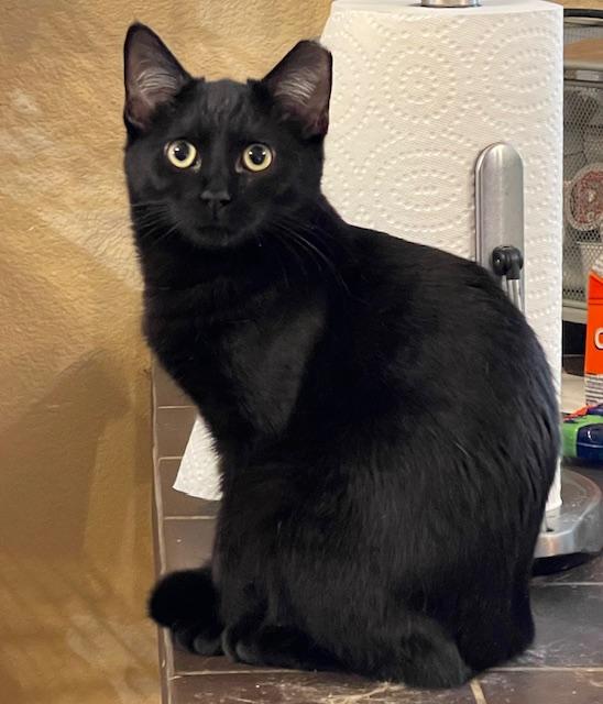Mystic, an adoptable Domestic Short Hair in san antonio, TX, 78240 | Photo Image 2