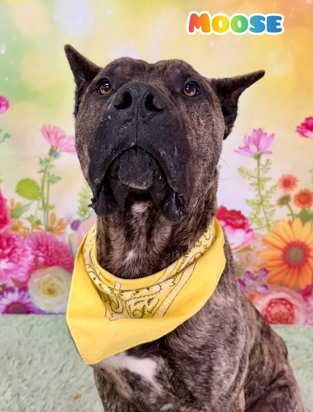 Moose, ADOPTABLE, Adult Male Mastiff.