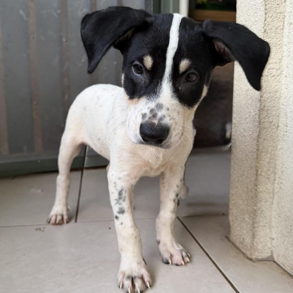 Enlarge Under The Sea Litter: Octopus, a Adoptable mixed breed in Keaau, HI image 1/1