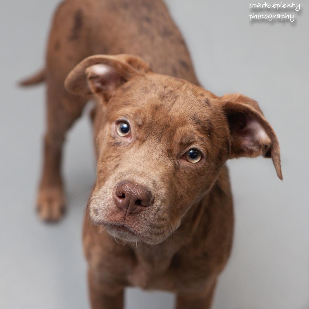 Turner , adopted, Puppy Male Mixed Breed.
