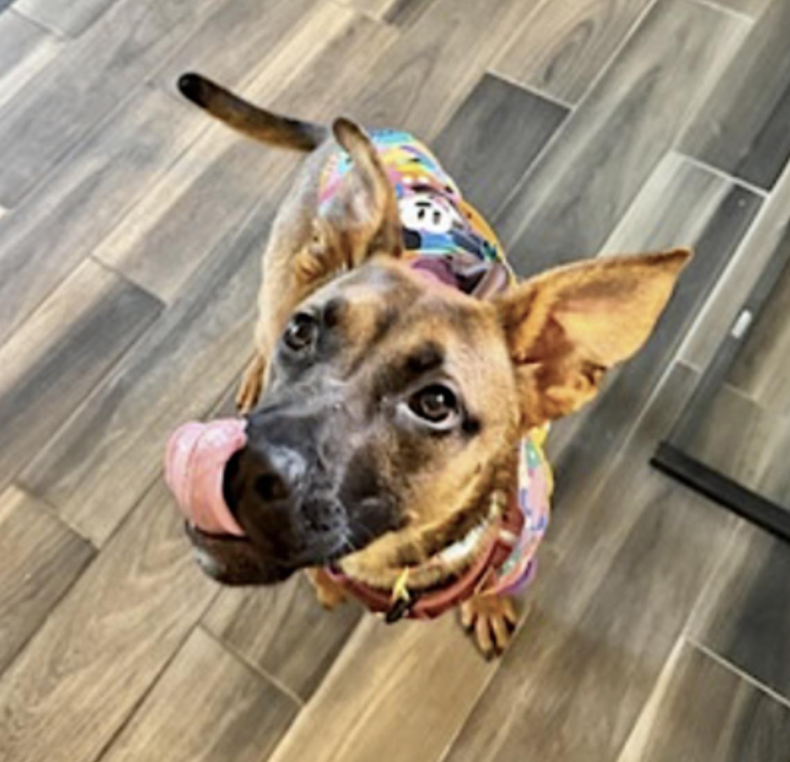 Enlarge Gigi, a Adoptable mixed breed in San Dimas, CA image 4/6