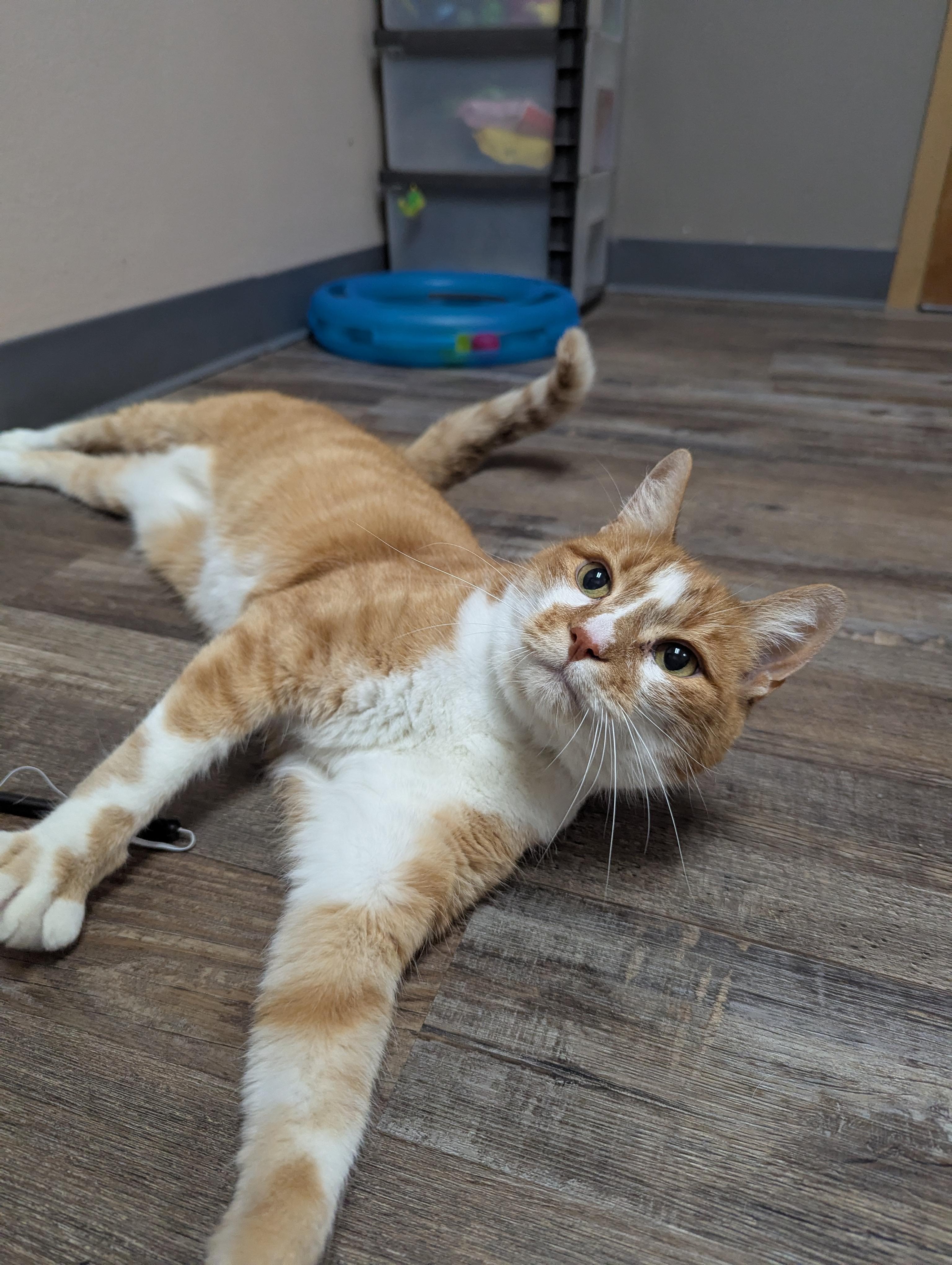 Enlarge Gabe (Front Declawed & Urinary Diet), a Adoptable Domestic Short Hair in Oconto, WI image 1/2